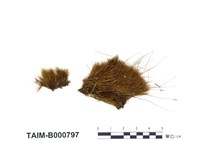 藏品(絲瓜苔)的圖片